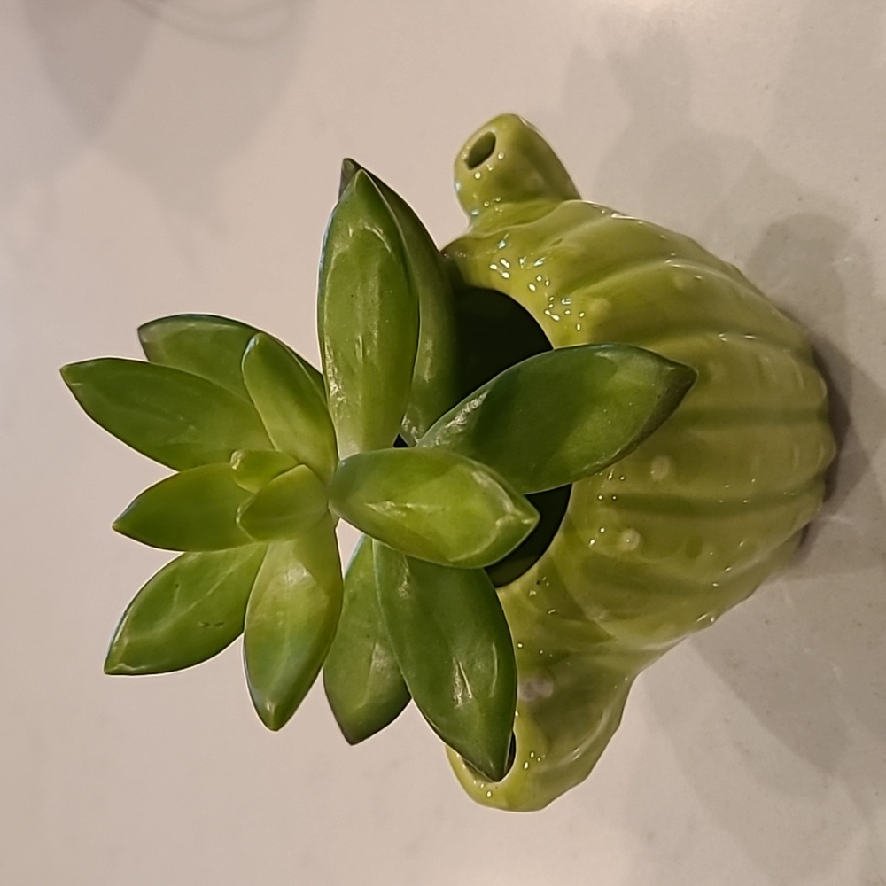 Green Cactus-Shaped Ceramic Planter